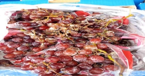 Grapes packaged and inspected for export condition